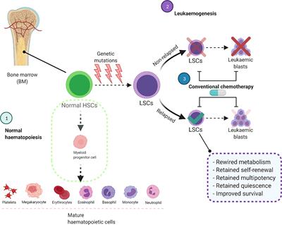 Exploring the Metabolic Landscape of AML: From Haematopoietic Stem Cells to Myeloblasts and Leukaemic Stem Cells